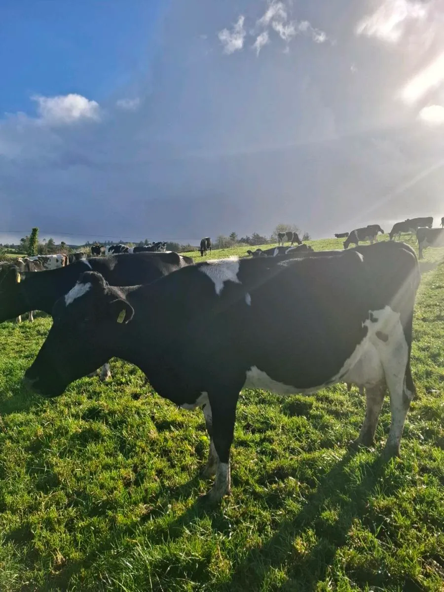 Empty cow and late calver - Image 4