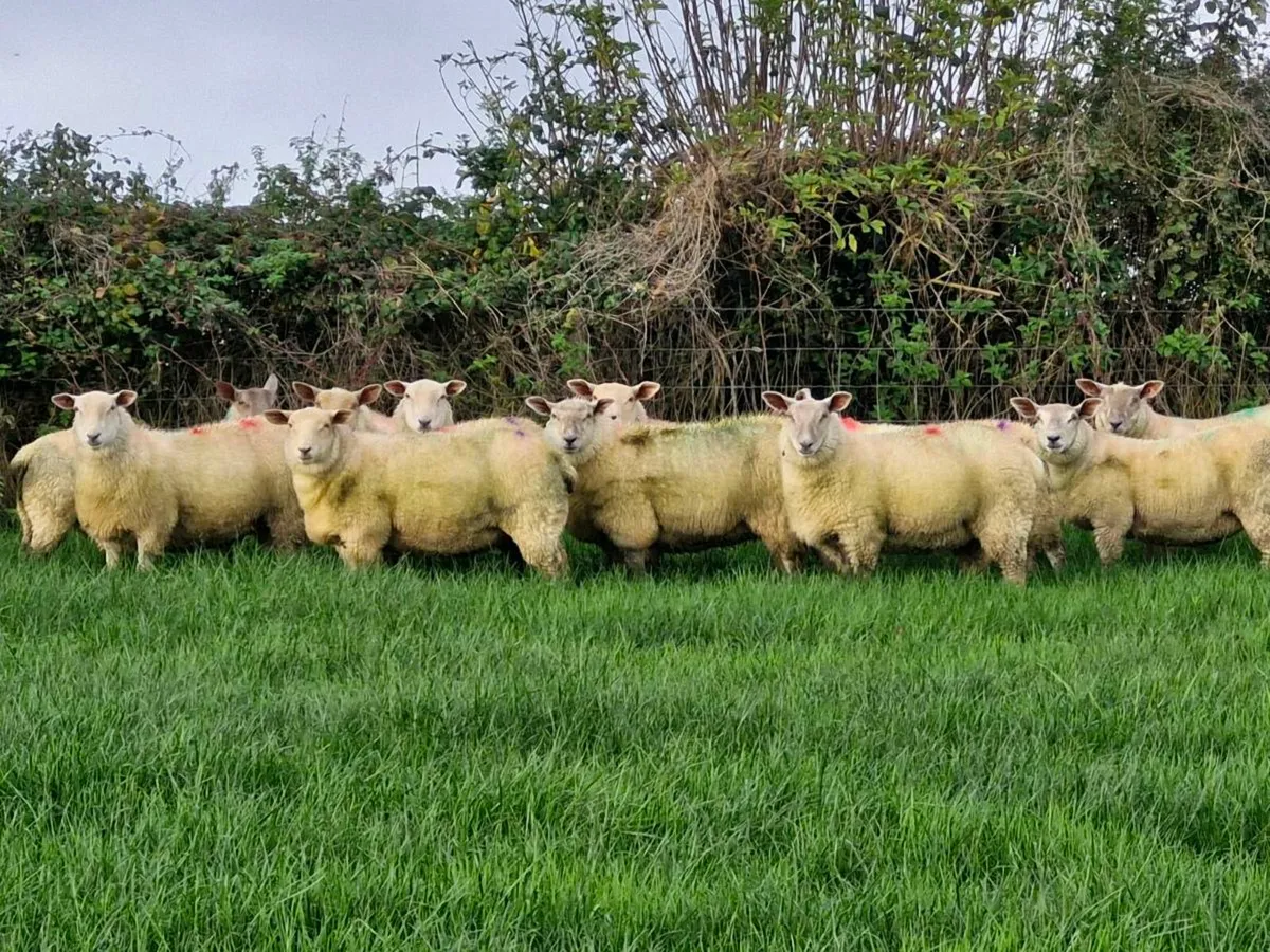 ***Ewe Lambs Certified Organic*** - Image 1