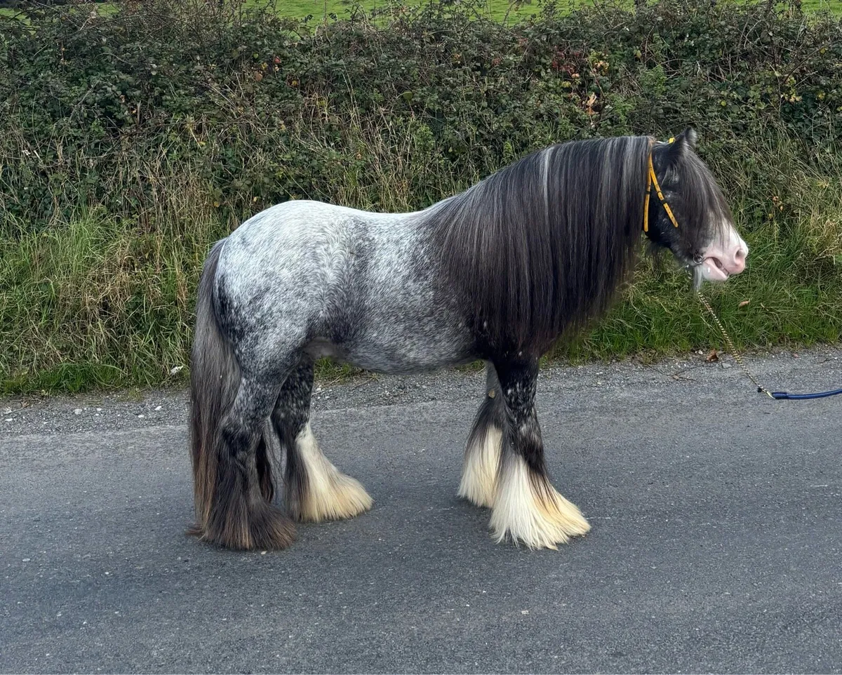 Top class spotted 3 year old 👑 stallion - Image 1