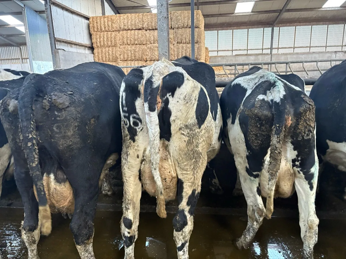Incalf Fr Cows - Image 2