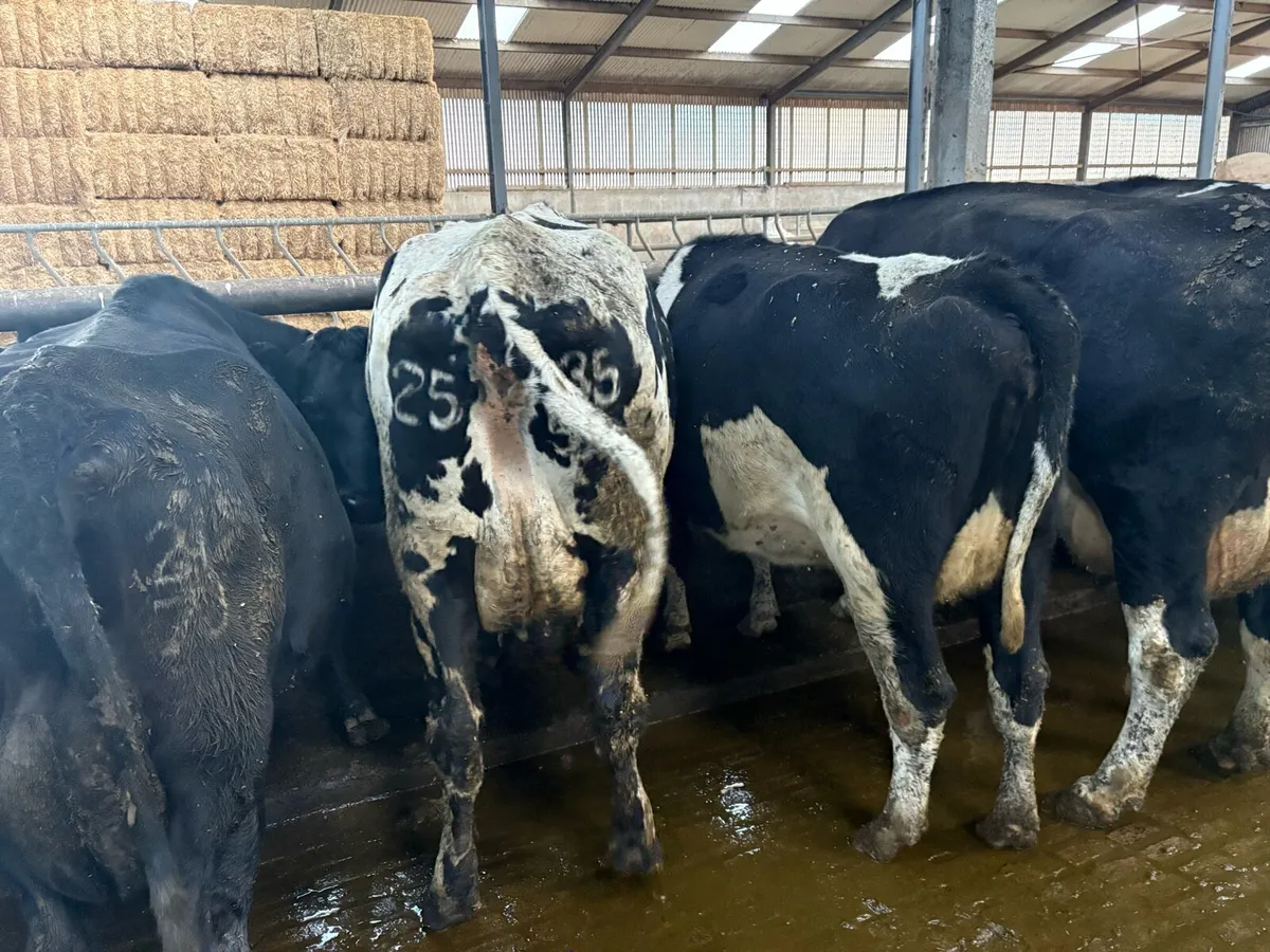 Incalf Fr Cows - Image 3