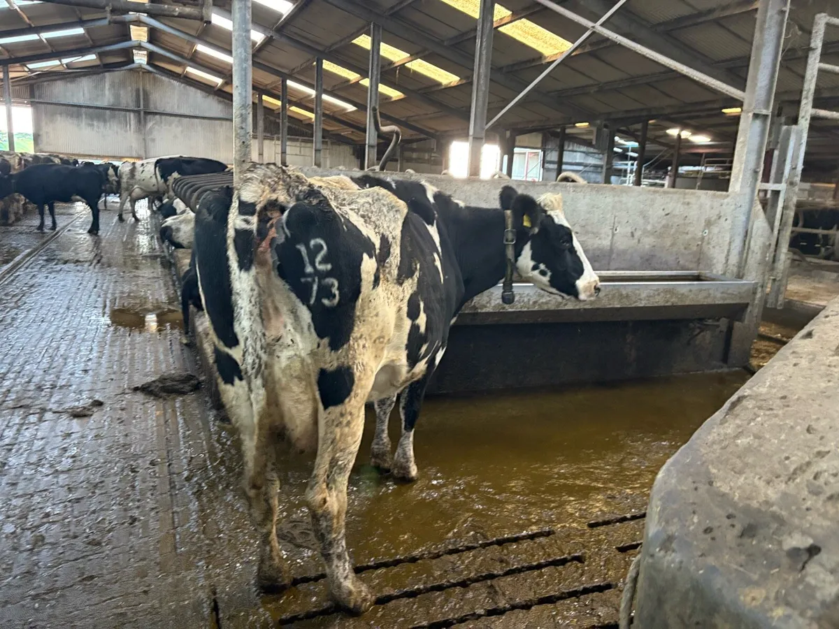 Incalf Fr Cows - Image 4