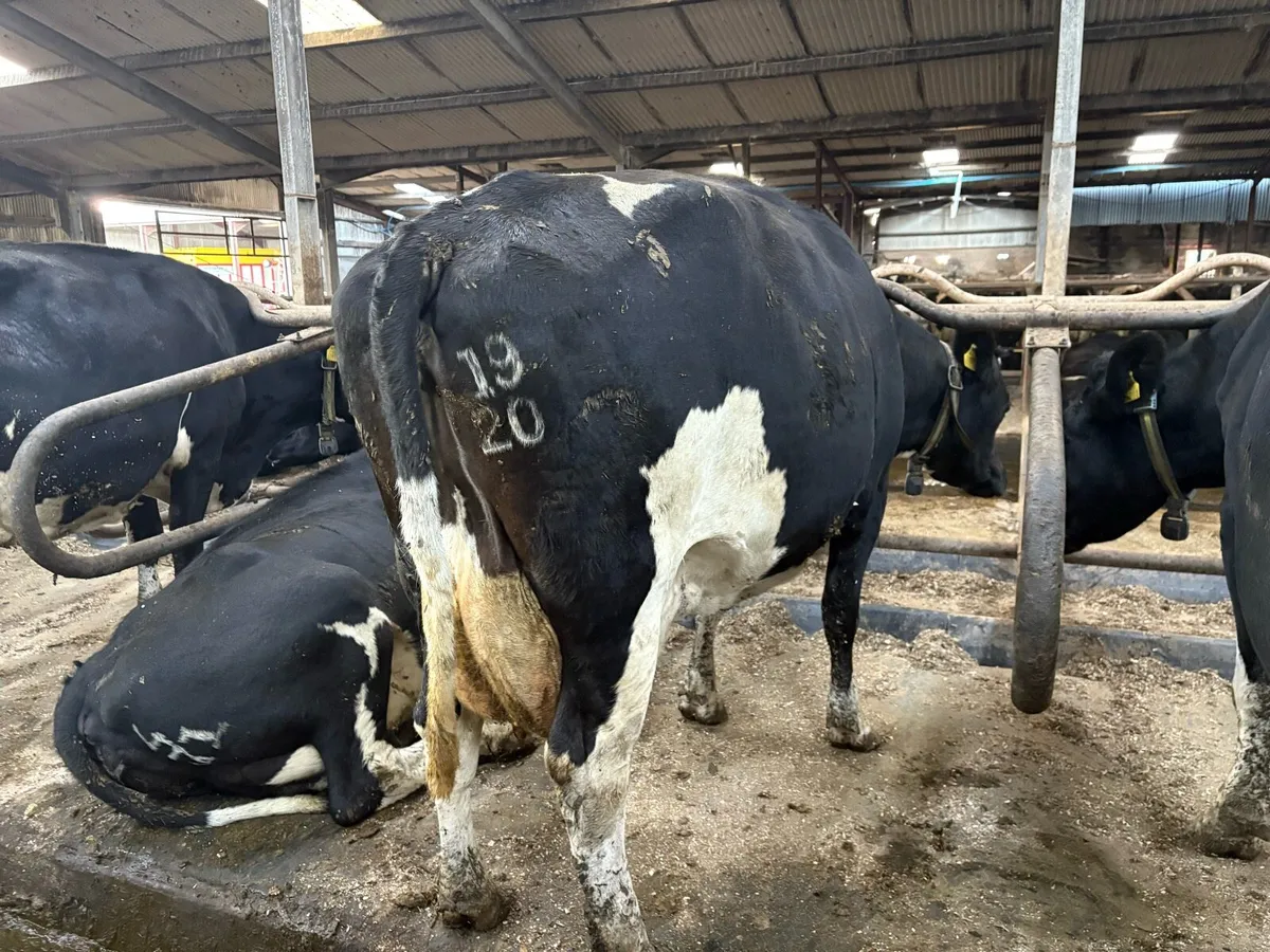 Incalf Fr Cows - Image 1