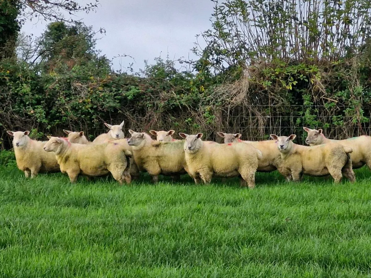 ***Ewe Lambs Certified Organic*** - Image 2