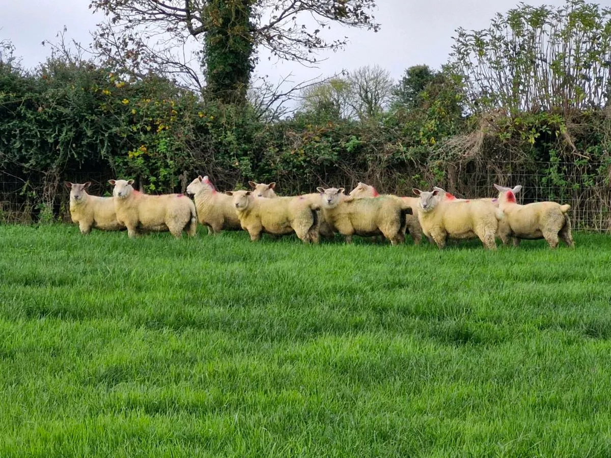 ***Ewe Lambs Certified Organic*** - Image 3