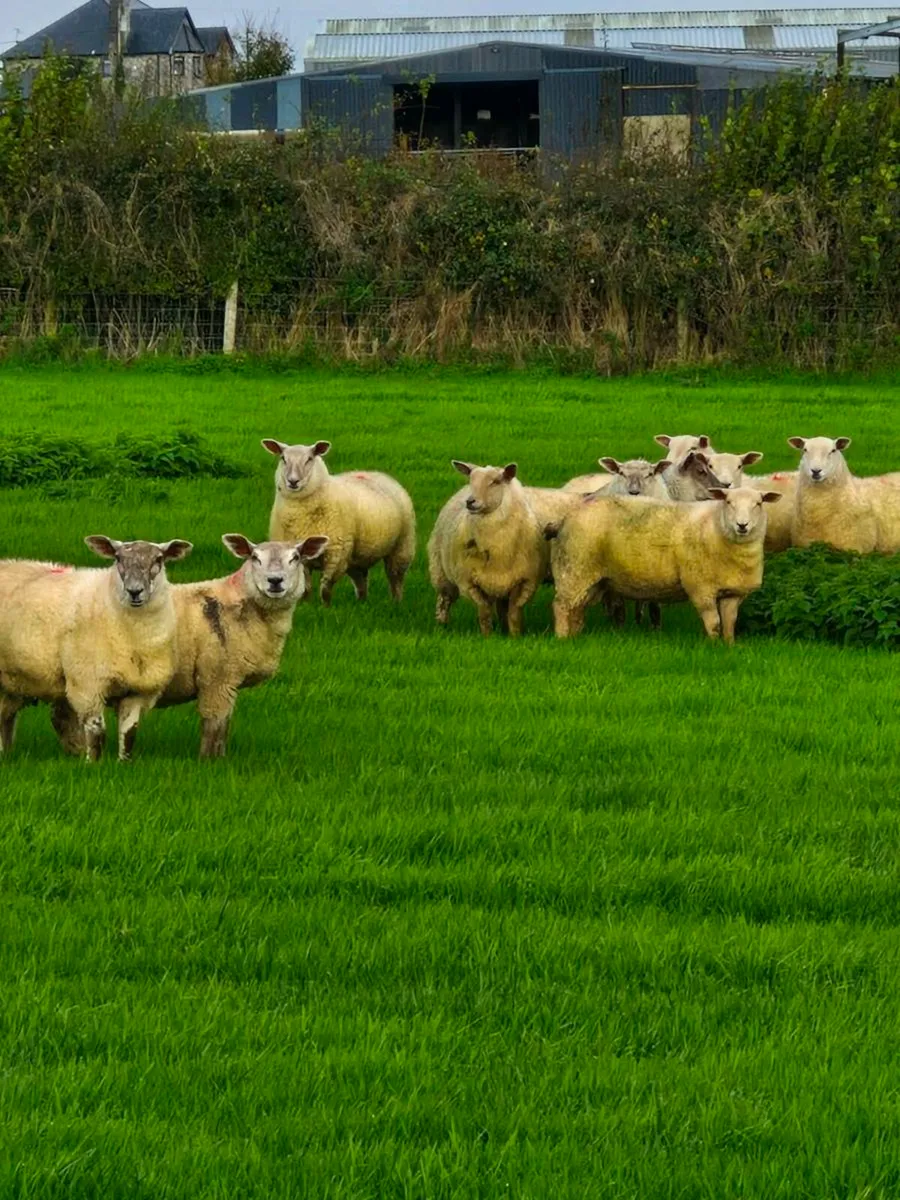 ***Ewe Lambs Certified Organic*** - Image 4
