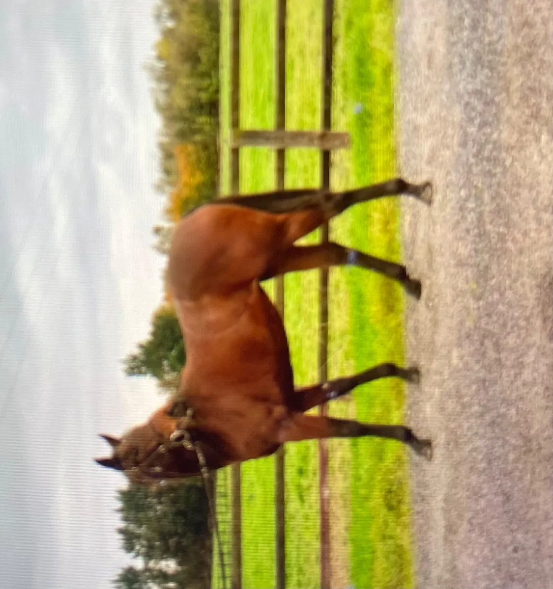 Horse Thoroughbred Filly for Sale - Image 1