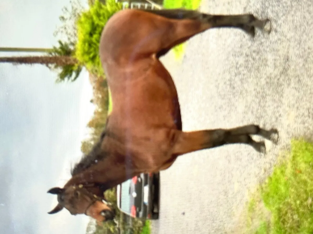 Horse Thoroughbred Filly for Sale - Image 2