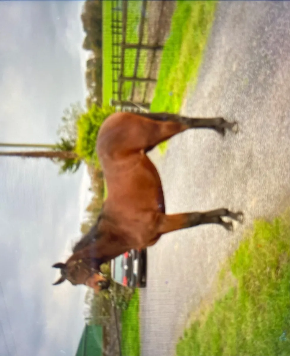 Horse Thoroughbred Filly for Sale - Image 3