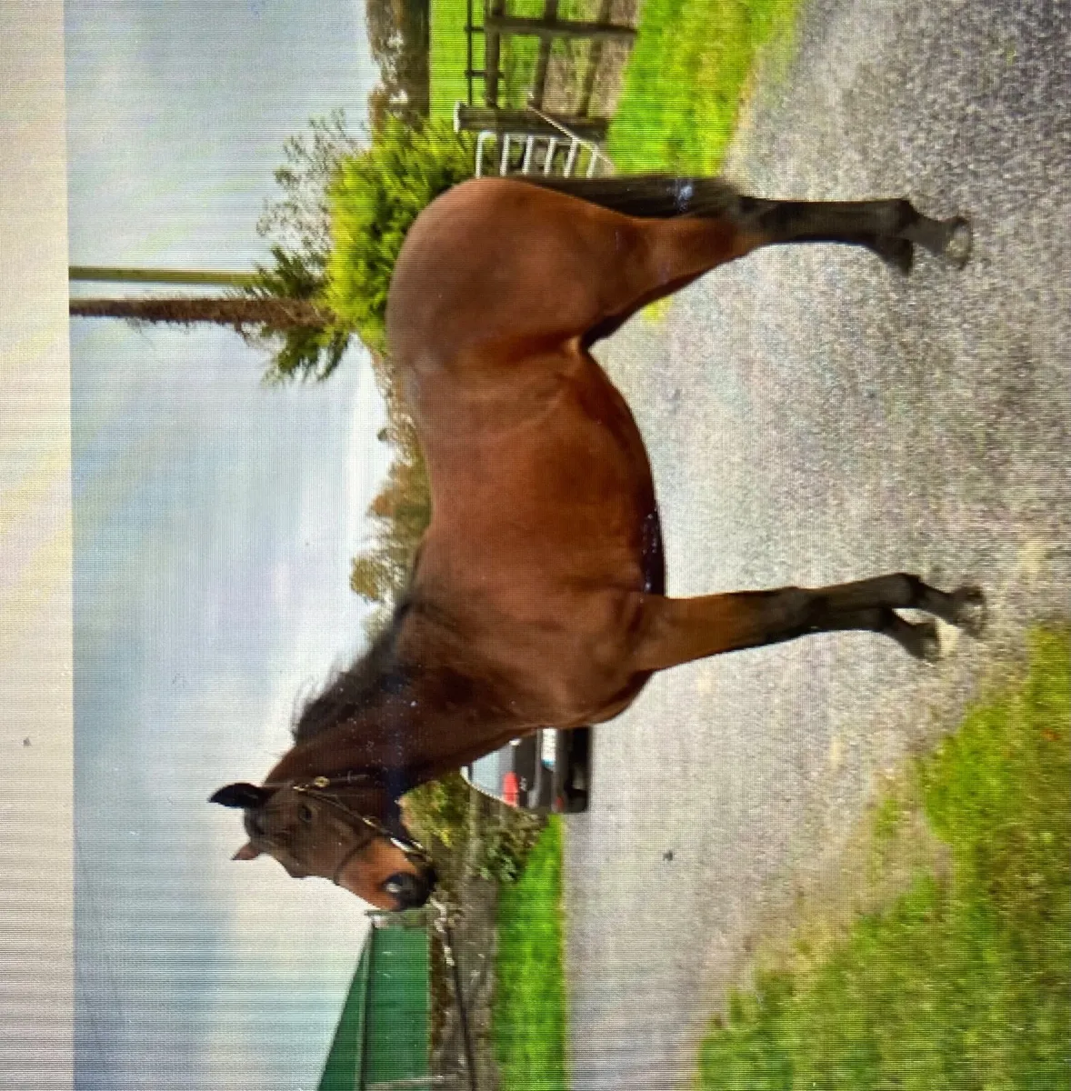 Horse Thoroughbred Filly for Sale - Image 4