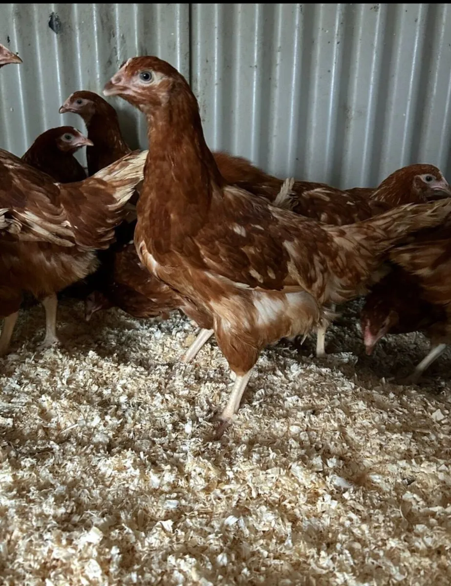 16 week old isa brown pullets - Image 1