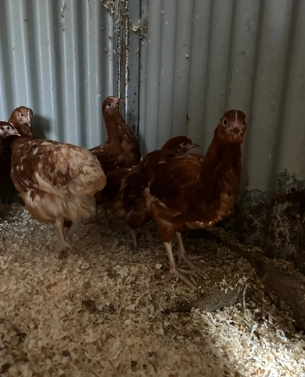 16 week old isa brown pullets - Image 3