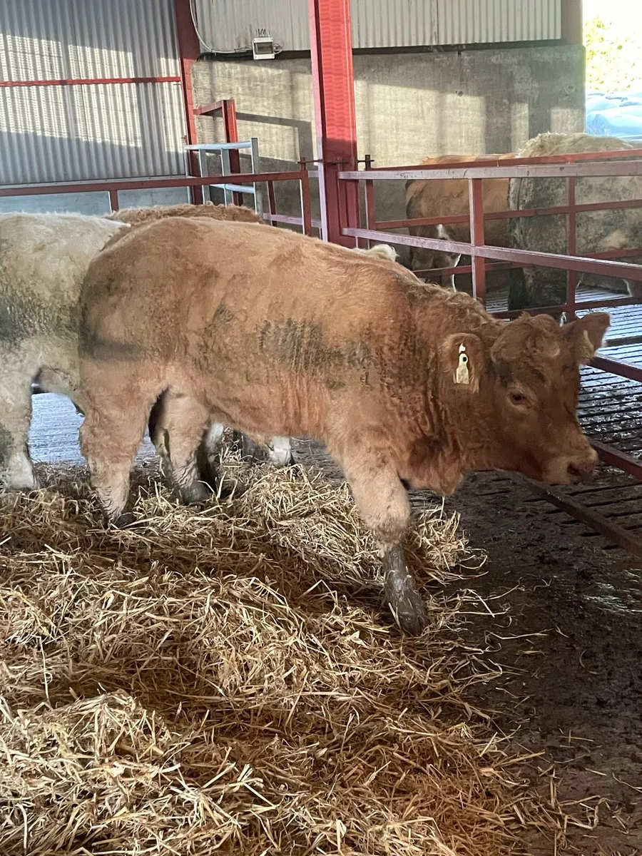 Carrigallen Mart 25th Oct - Image 3