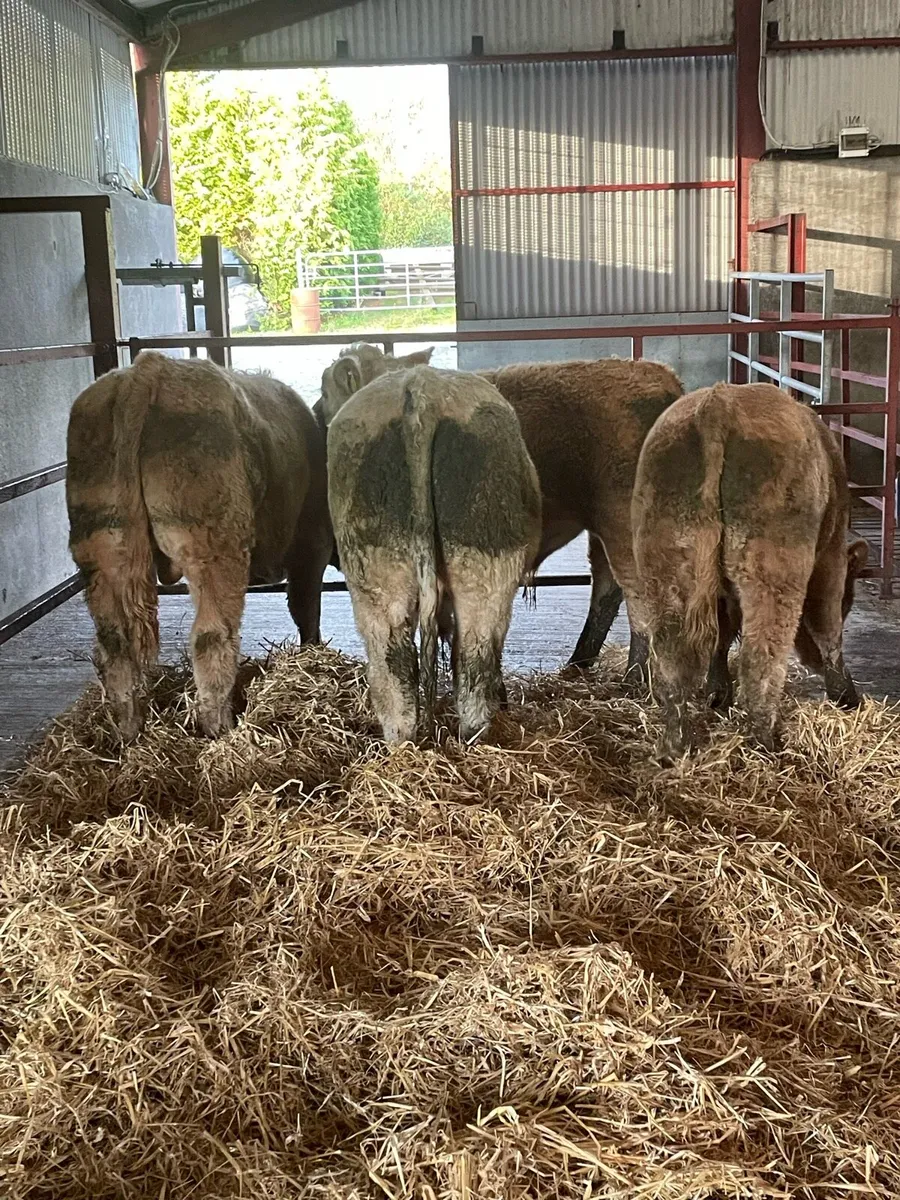 Carrigallen Mart 25th Oct - Image 4