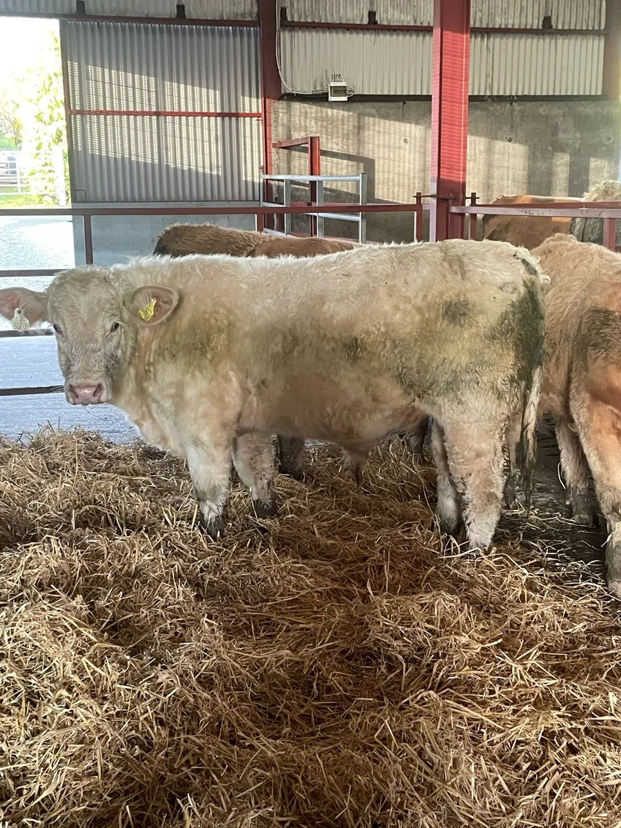 Carrigallen Mart 25th Oct - Image 1