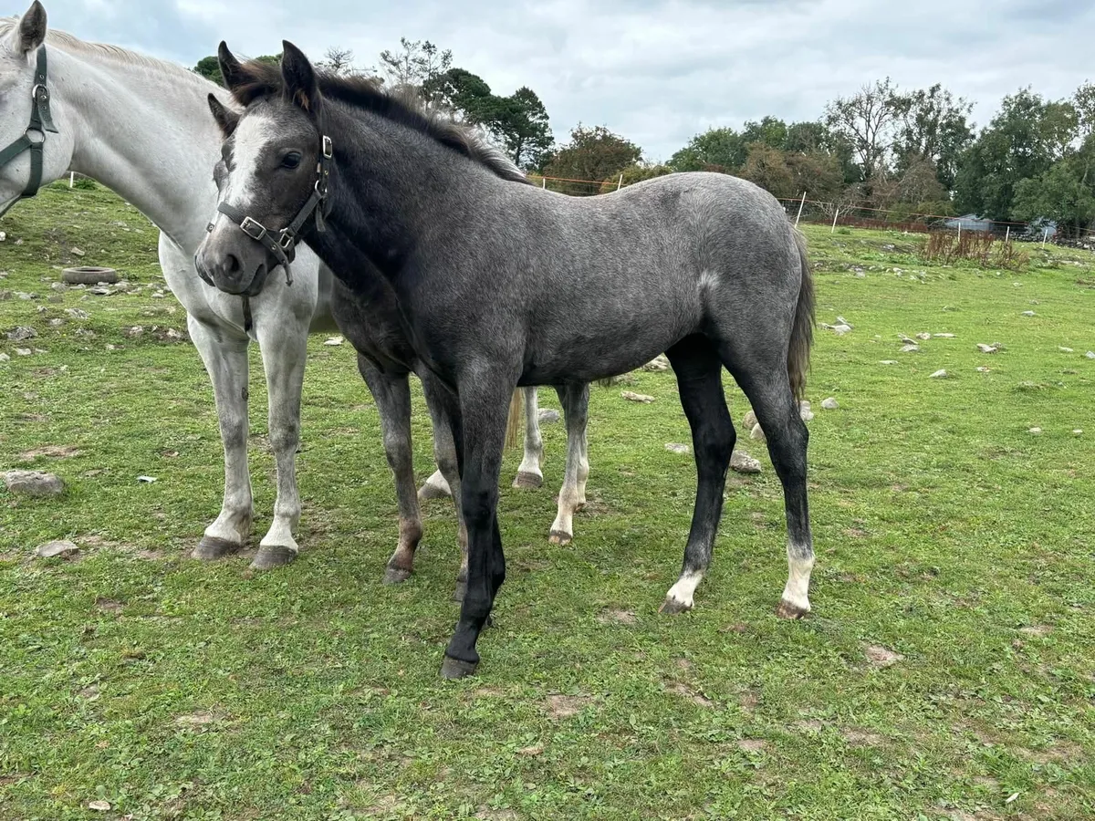 Connemara colt and filly  foals - Image 1