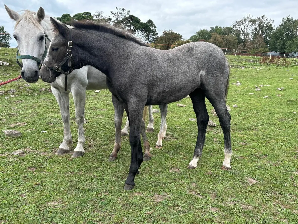 Connemara colt and filly  foals - Image 2