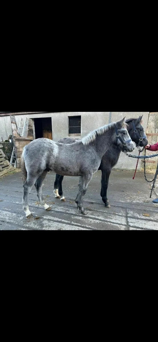 Connemara colt and filly  foals - Image 3