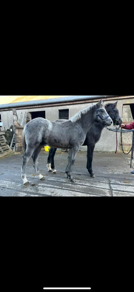 Connemara colt and filly  foals - Image 4