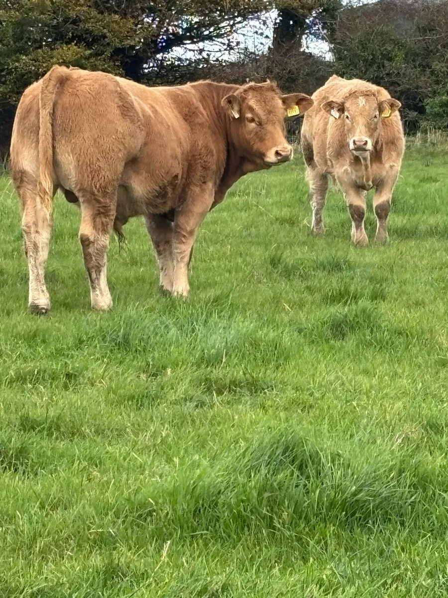 U grade Charolais Bull Weanlings - Image 1