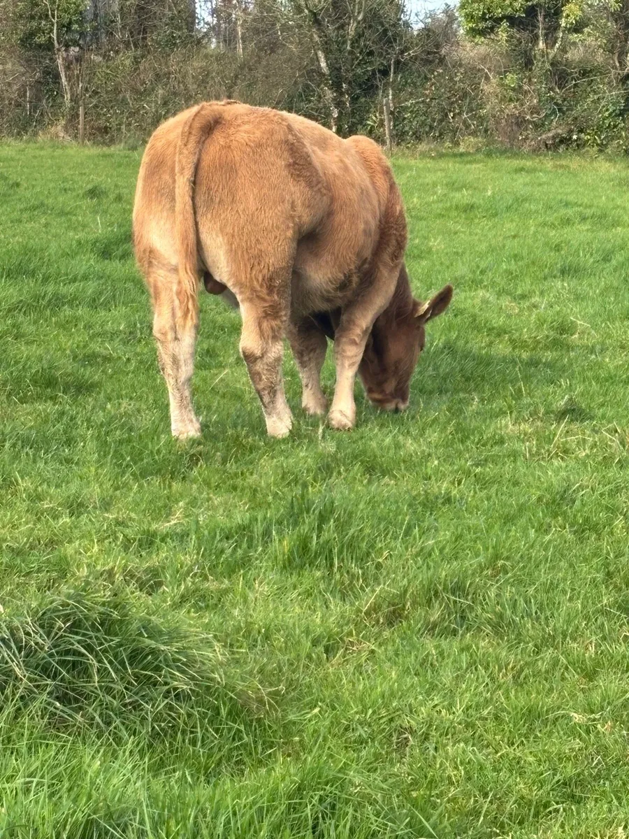 U grade Charolais Bull Weanlings - Image 2
