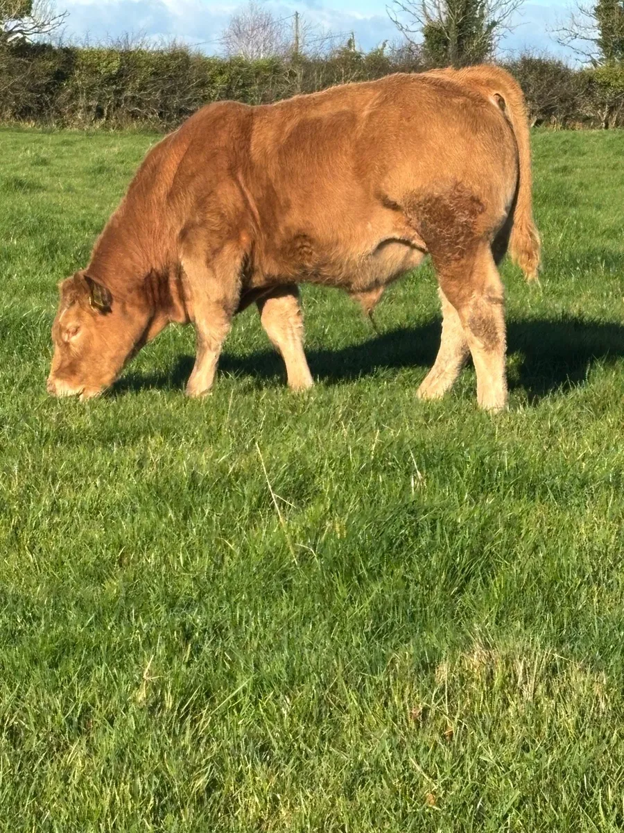 U grade Charolais Bull Weanlings - Image 3