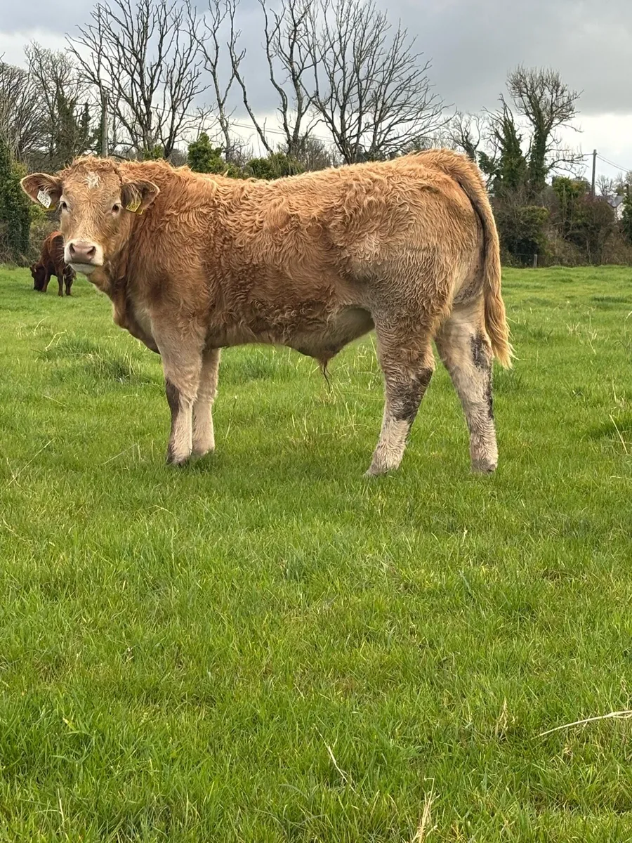 U grade Charolais Bull Weanlings - Image 4