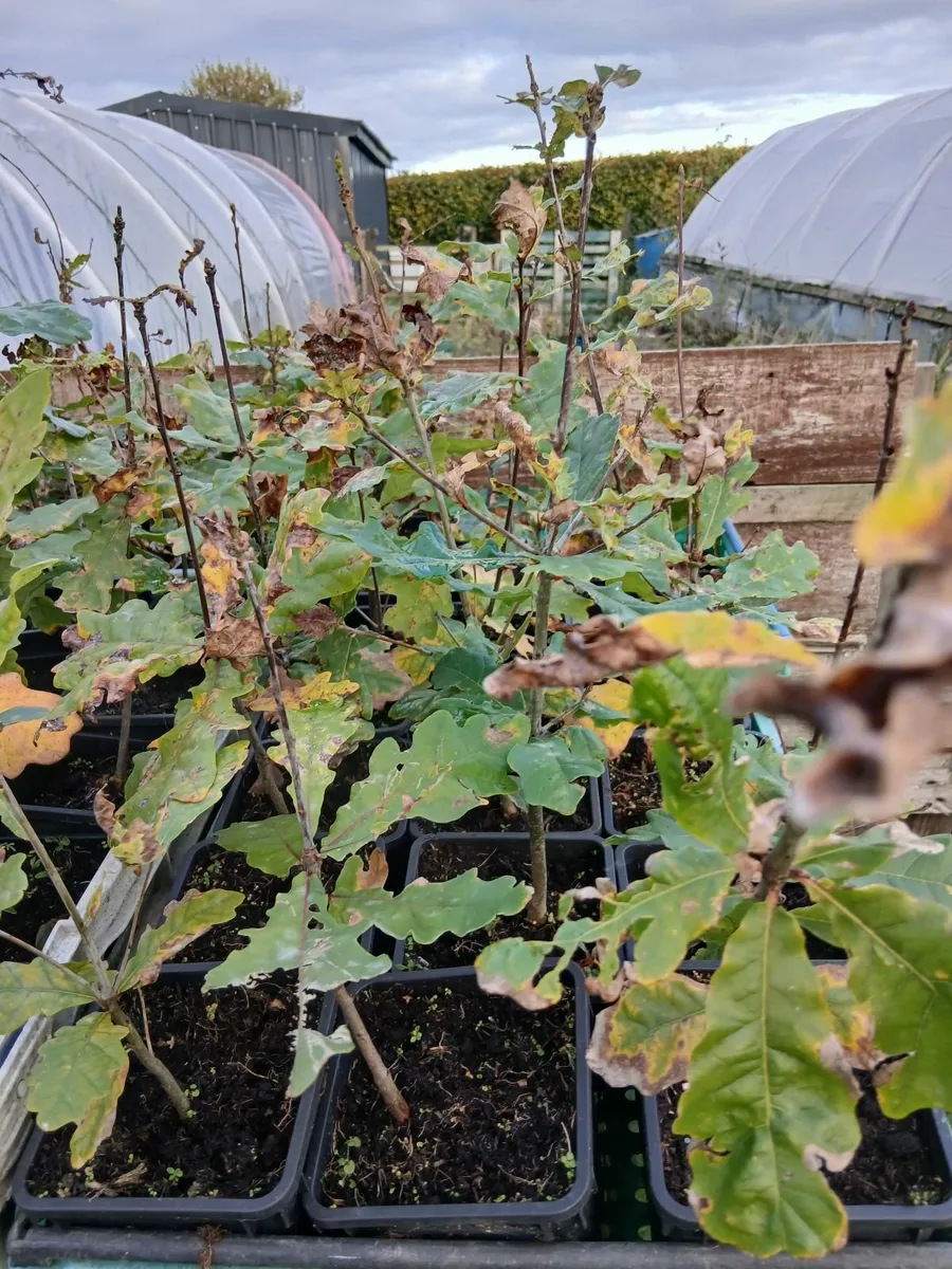 Oak trees and beach  and strawberry plants - Image 1