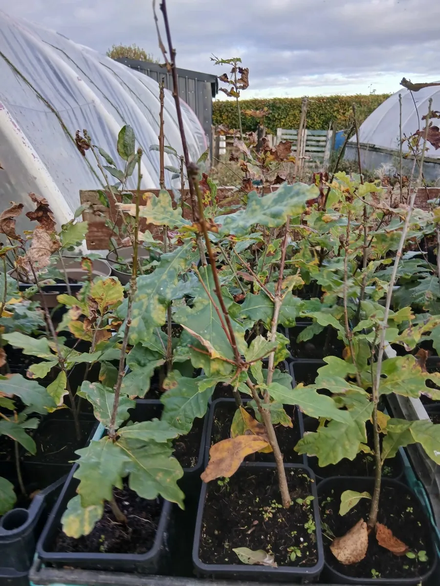 Oak trees and beach  and strawberry plants - Image 2