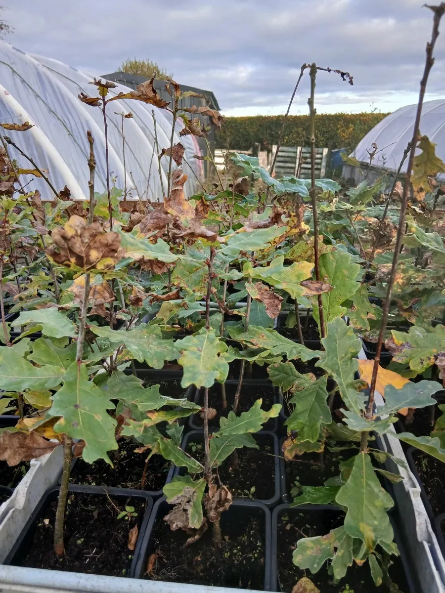 Oak trees and beach  and strawberry plants - Image 3