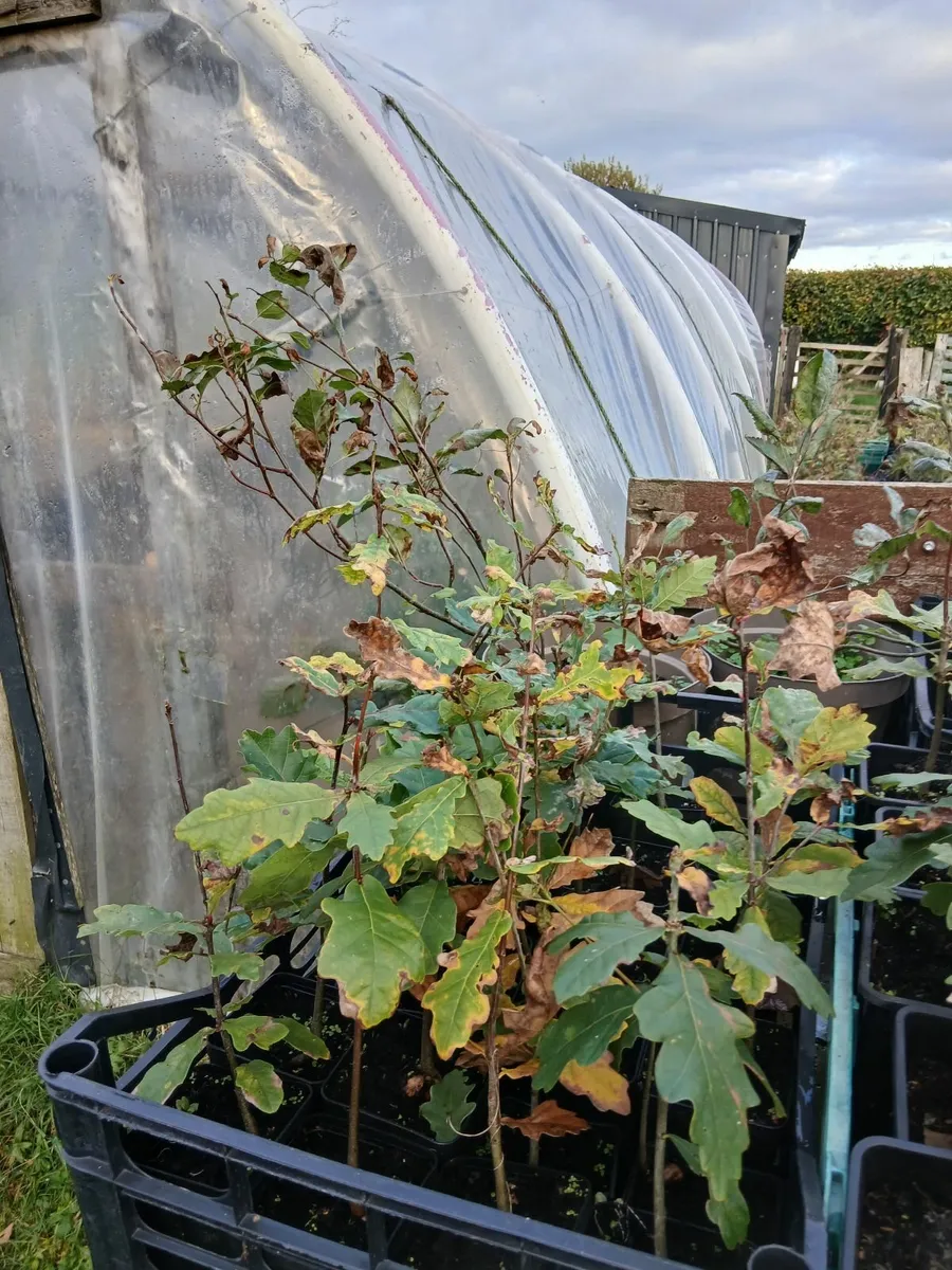 Oak trees and beach  and strawberry plants - Image 4