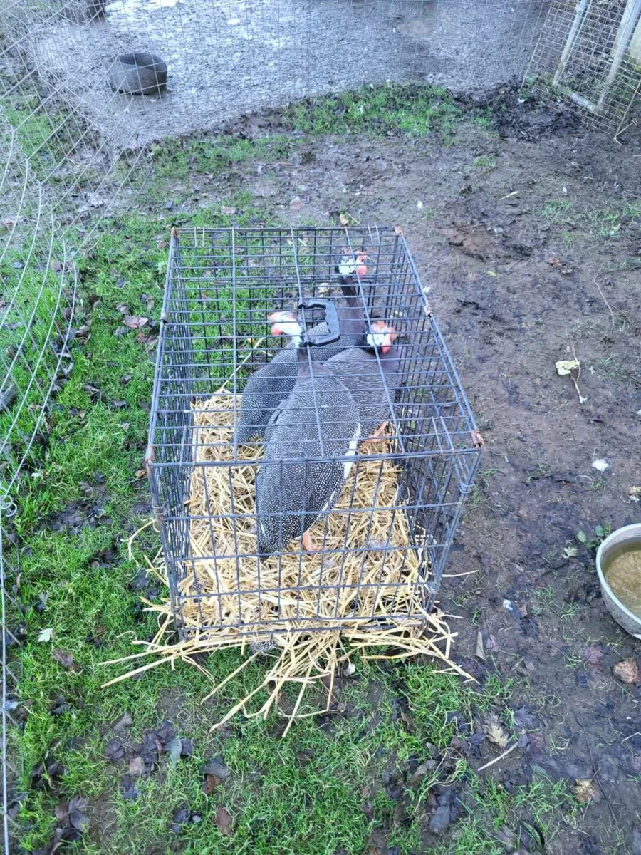 Poultry - Image 1