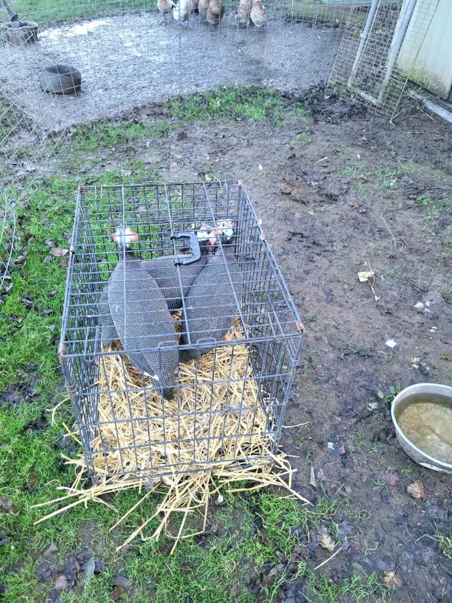 Poultry - Image 2