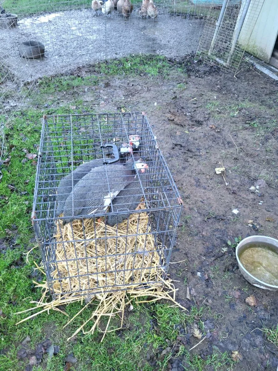 Poultry - Image 3