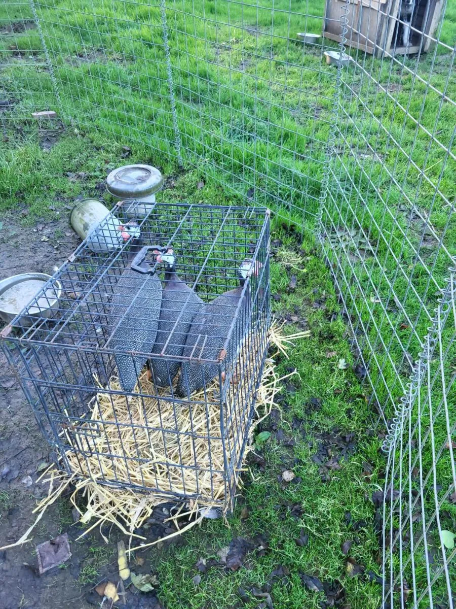 Poultry - Image 4