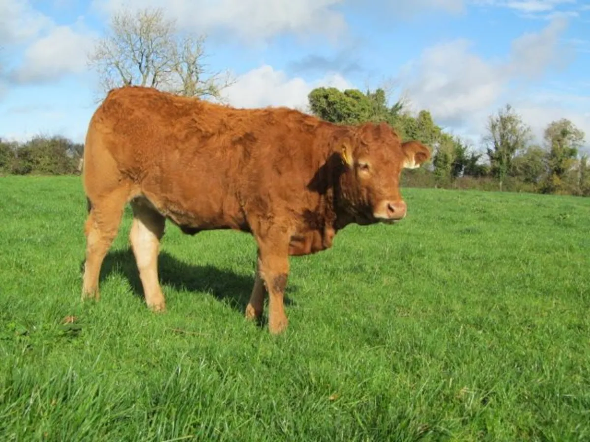 2 PBR Limousin Heifers for sale - Image 1