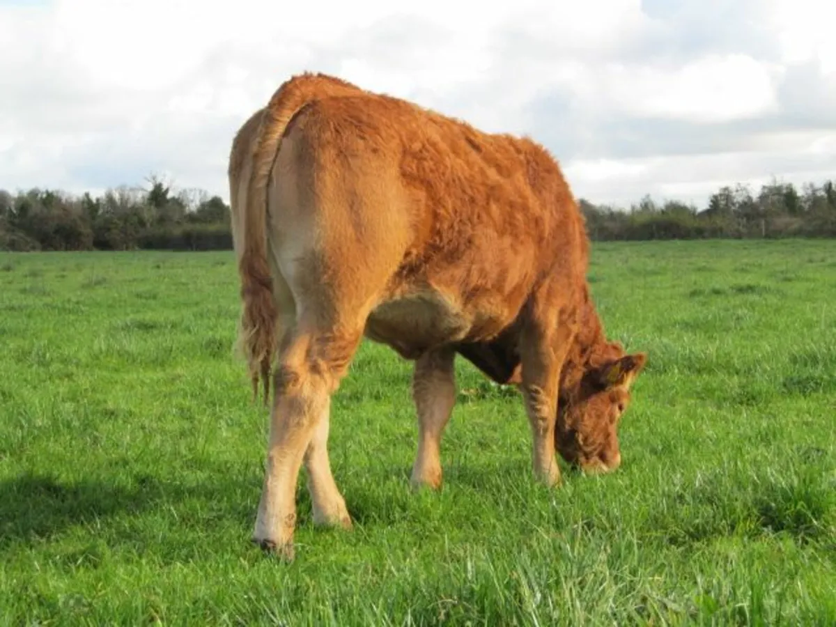 2 PBR Limousin Heifers for sale - Image 2