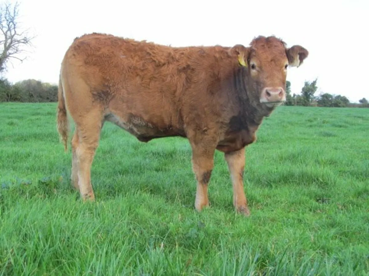 2 PBR Limousin Heifers for sale - Image 3