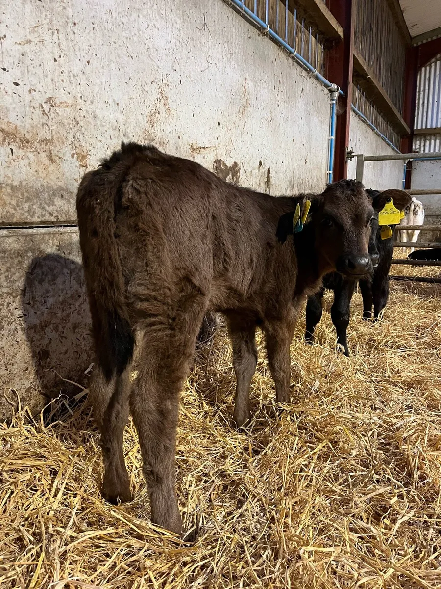 2 Super Lim Heifer Calves - Image 2