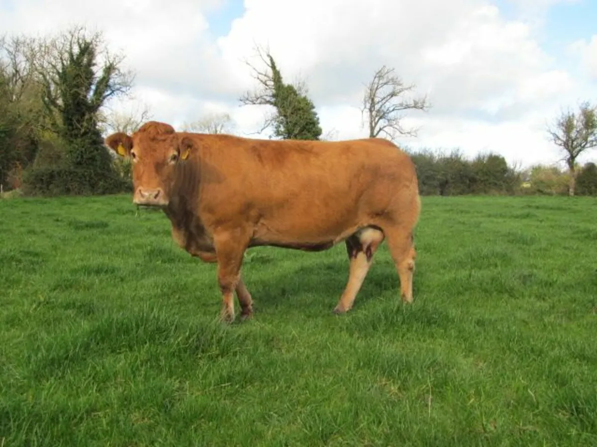 2 PBR Limousin Heifers for sale - Image 4