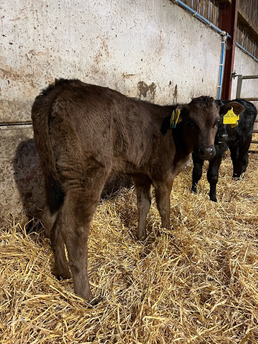 2 Super Lim Heifer Calves - Image 3