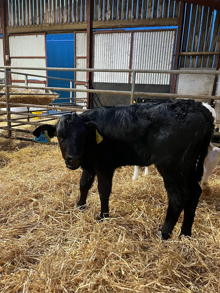 2 Super Lim Heifer Calves - Image 4