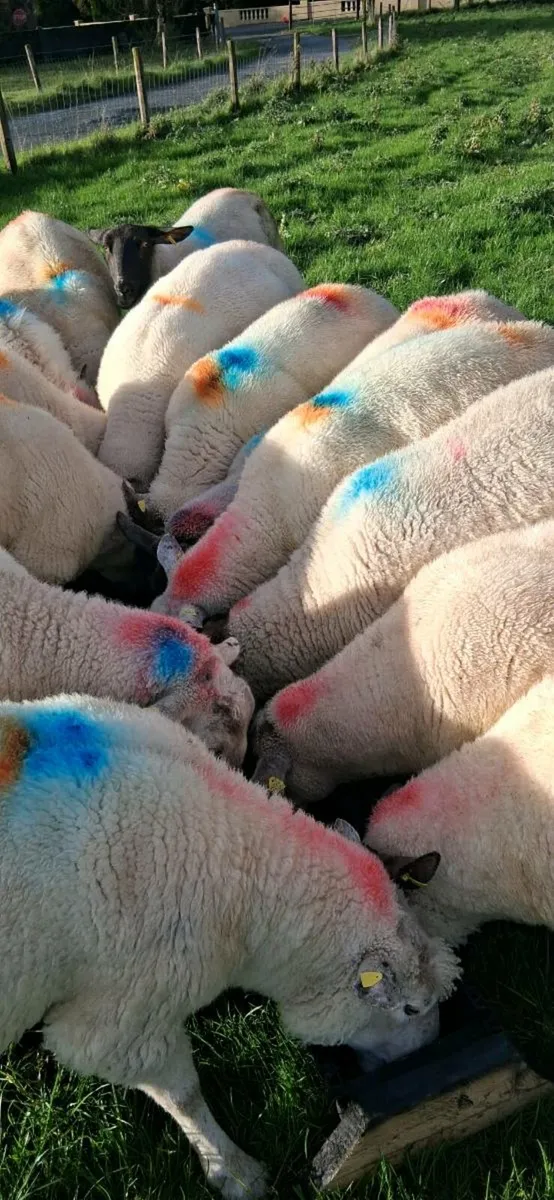 Aged ewes - Image 1