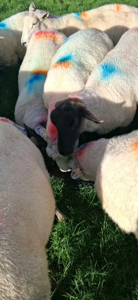 Aged ewes - Image 2