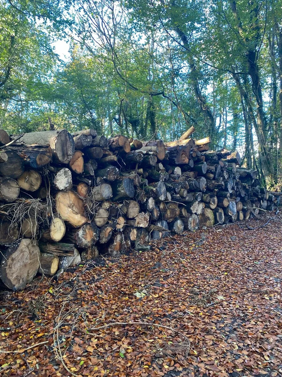 Hardwood Softwood Timber - Image 3