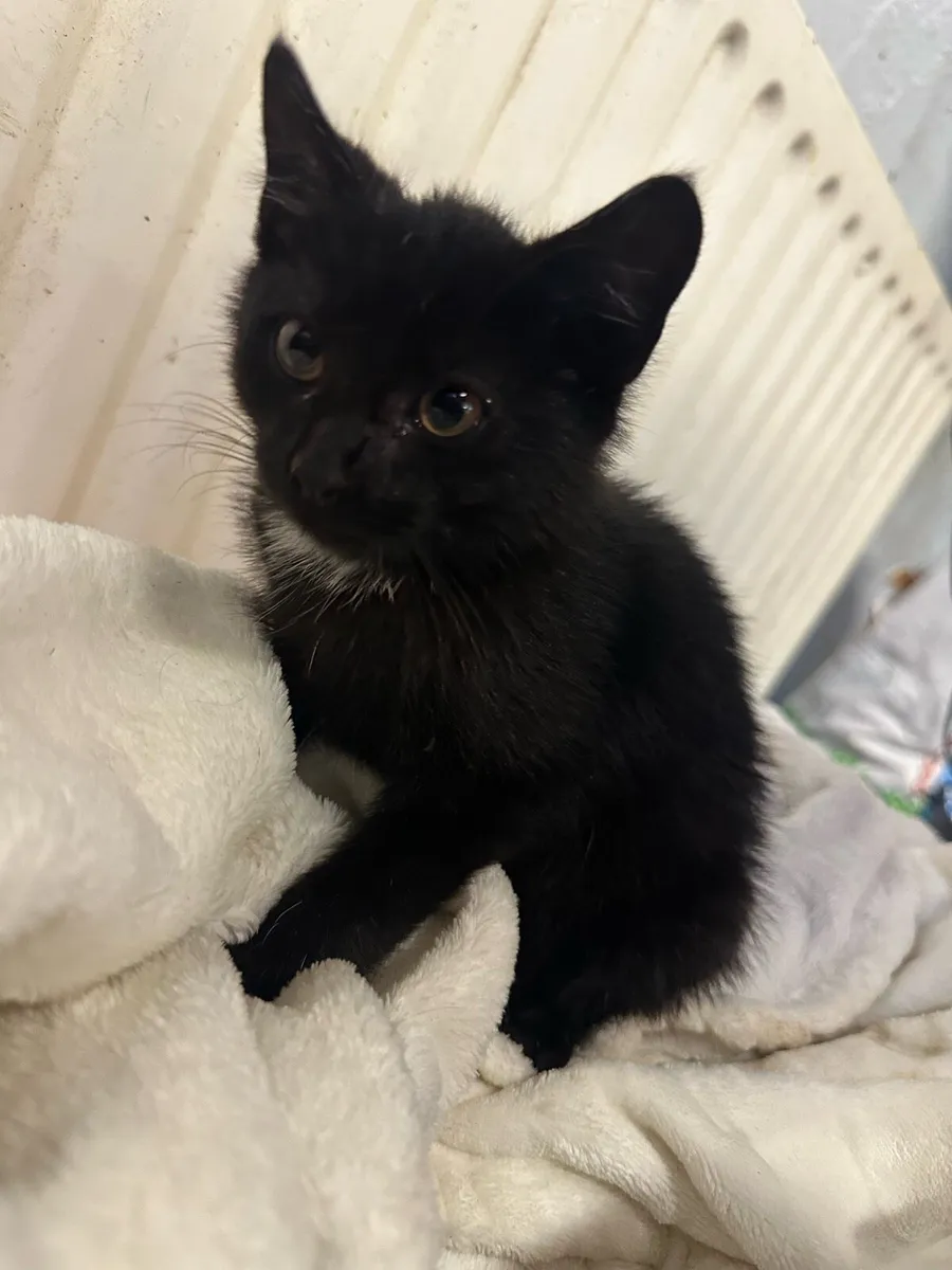 Kittens - Image 2