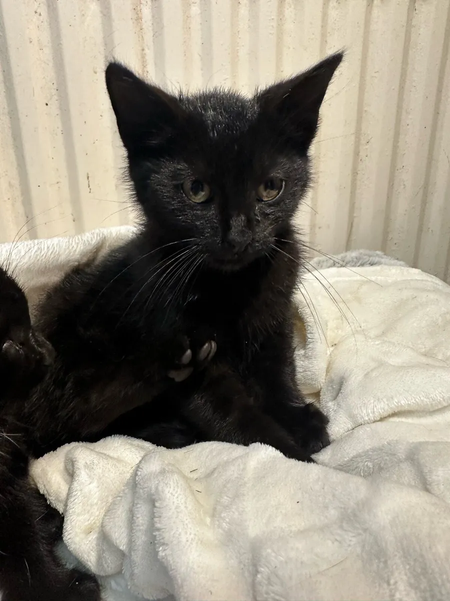 Kittens - Image 3