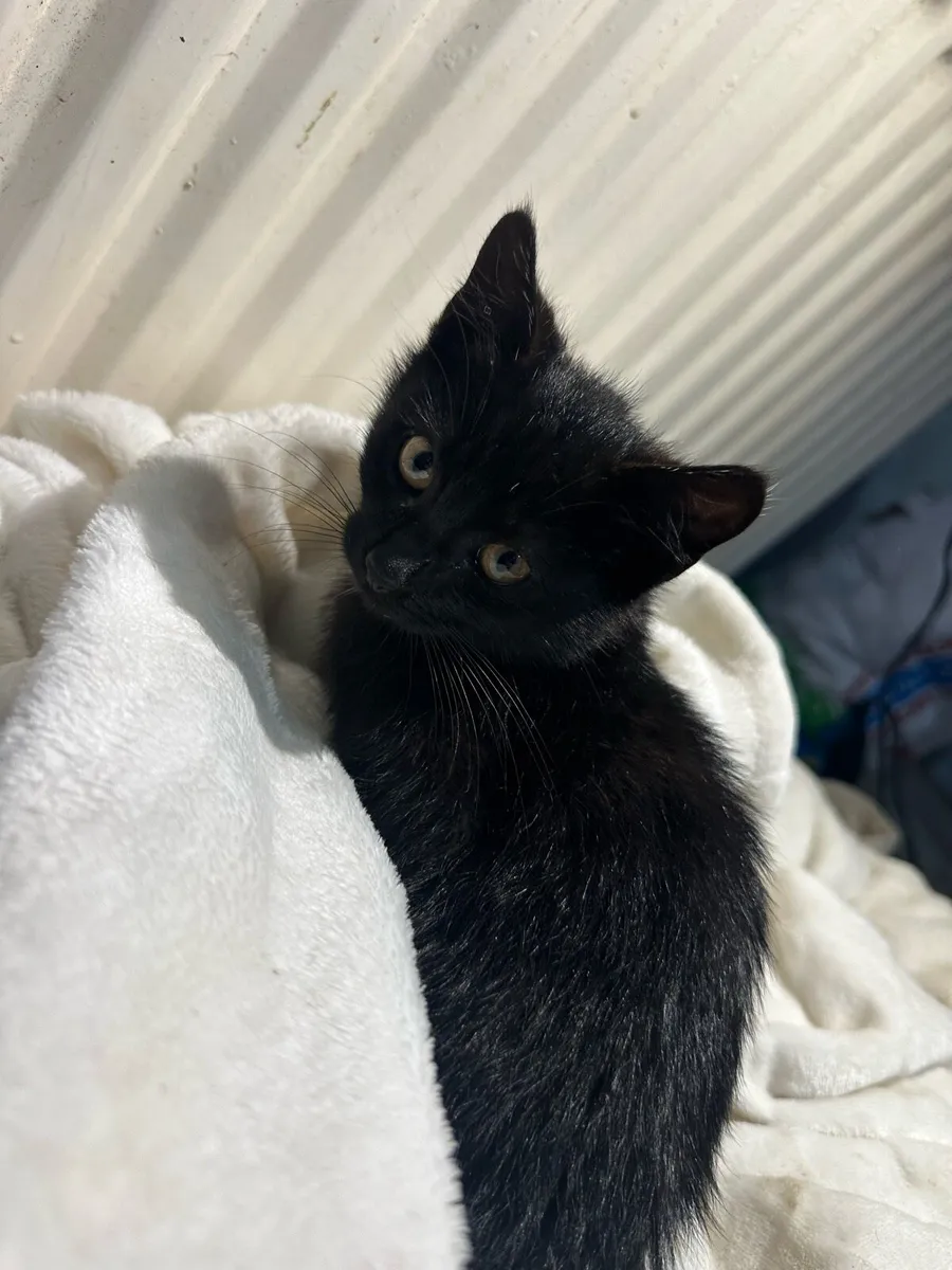 Kittens - Image 4
