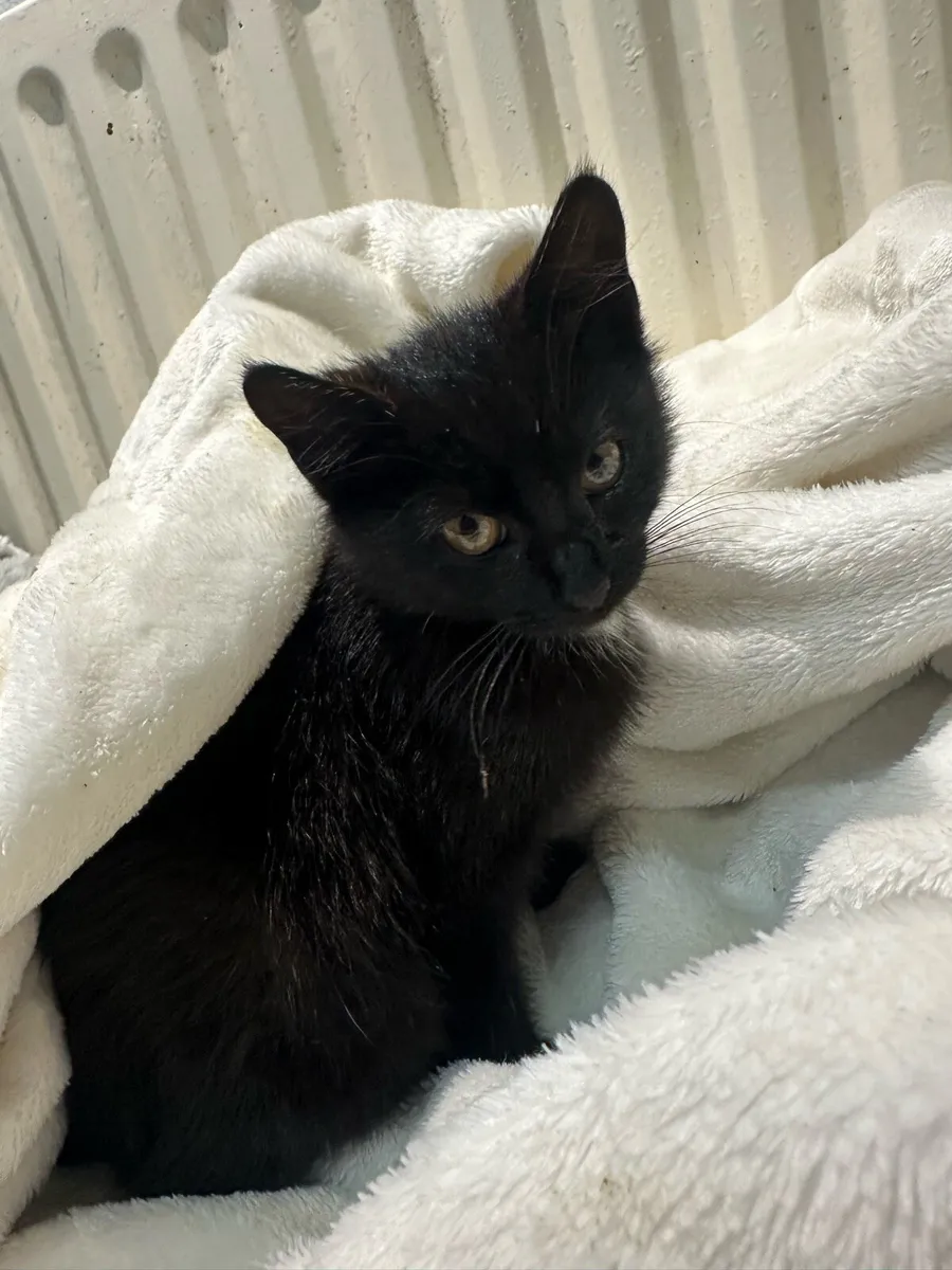 Kittens - Image 1