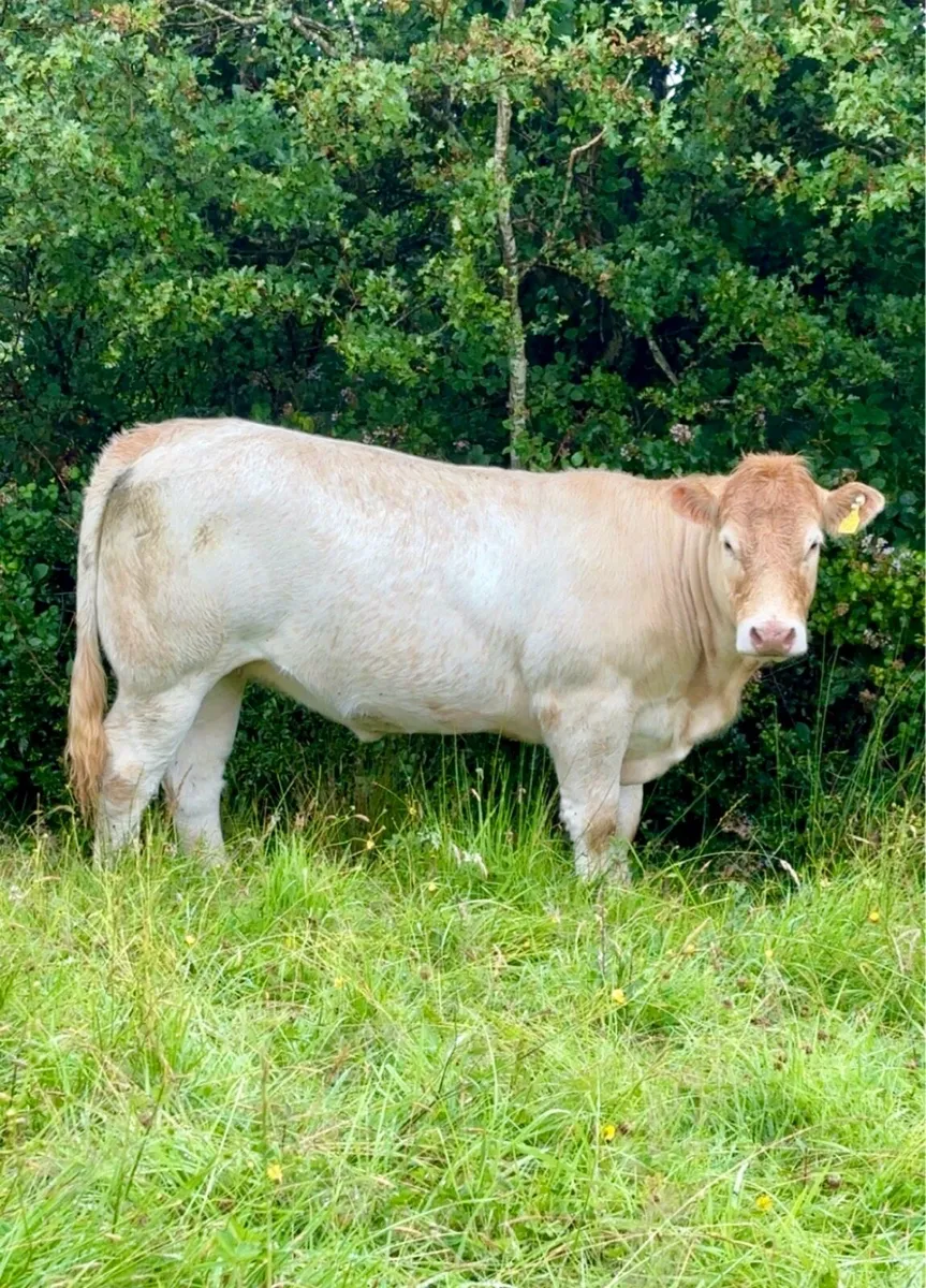 3 heifers for Balla Saturday 25th - Image 1